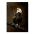 Trademark Fine Art Jai Johnson 'Portrait Of An Eagle' Canvas Art, 18x24 ALI13767-C1824GG